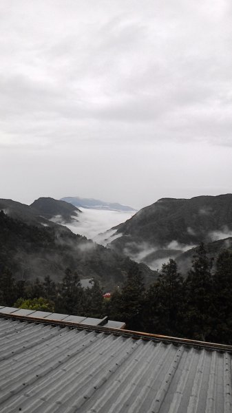 雲霧漫步山林之間~太平山466885