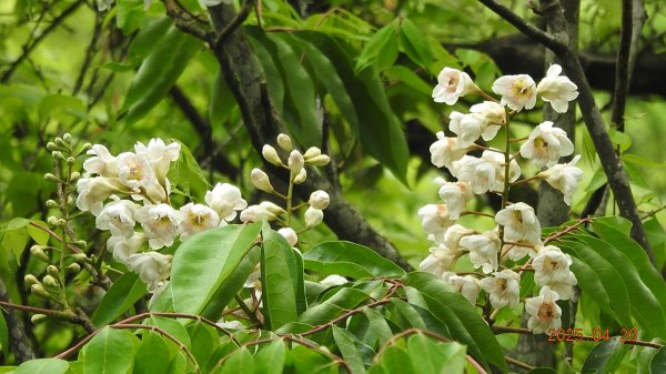 五色鳥和鐘萼木&夕陽晚霞 4/202766531