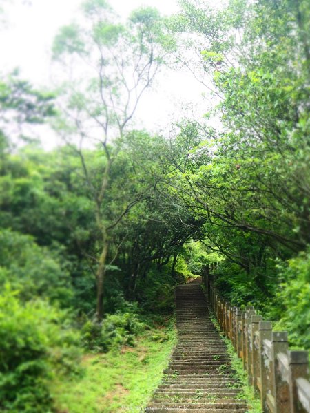 《新北》草原牛群｜貢寮桃源谷步道(內寮線)201805172887806