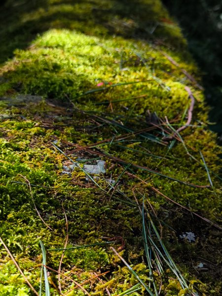 2025-08-24 塔塔加-大鐵杉-鹿林山莊-鹿林前山-鹿林山-黑森林-玉山登山口-上東埔2869074