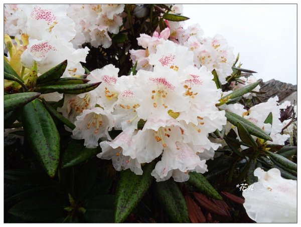 合歡石門山步道907867