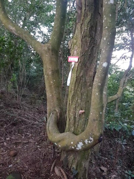 飛沙17連峰2701043