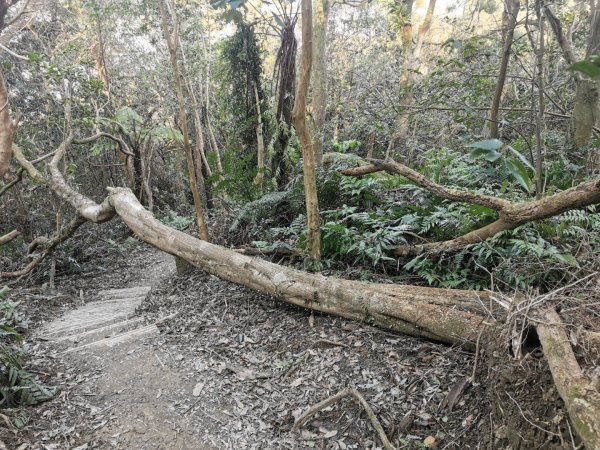 猴山岳萬壽路登山口-猴山岳-林家草厝-猴山岳山腰路-泰元農場 踽踽獨行之二2720848
