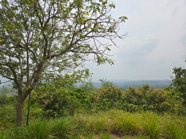 2025-04-07 左鎮後坑古道（牛港嶺）2757669