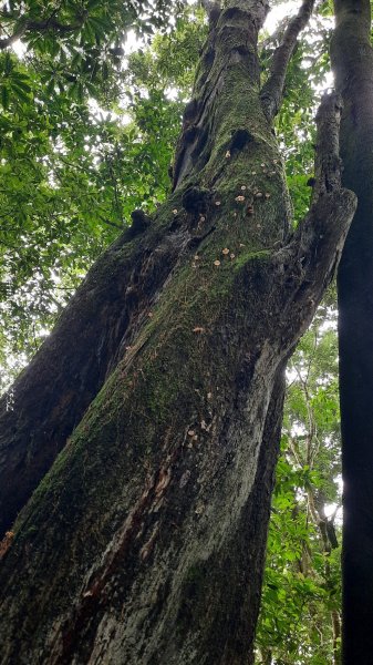 《雲林》望好望角｜石壁山嘉南雲峰步道(中側登山口）202506072805344