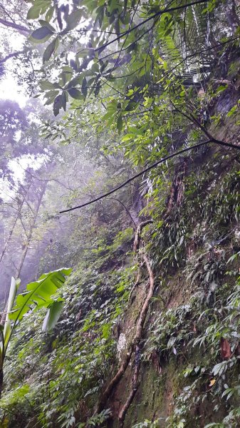 《新竹》不見五指｜北埔五指山登山步道上中指峰202410102619053