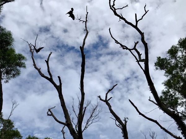 飛鳳山觀日坪連走中坑山388280