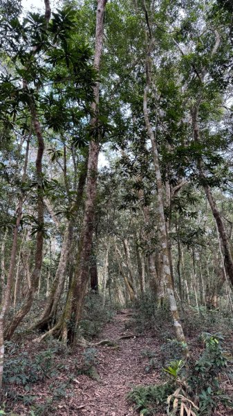 六龜警備道/茂林段/網子山～鳴海山2708191