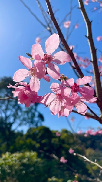 復興鄉悠然秘境櫻花🌸林野餐🧺2722971