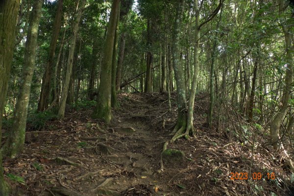 新竹 竹東 大隘山、五指山2283368