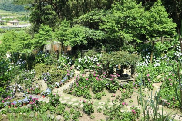 陽明山  頂湖環狀步道  ，竹子湖芋見小路 歐洲庭園 浪漫繡球花步道2174261