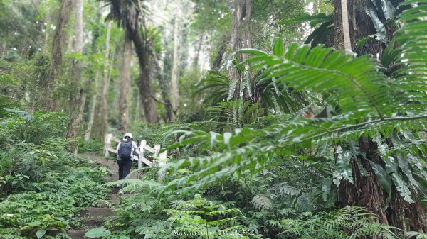 《南投》竹林茶園｜鳳凰谷步道環鳳凰山寺O繞202506222817512