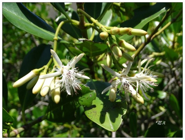新豐紅樹林木棧步道
