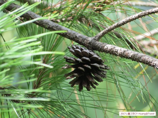 《南投》心靈之旅｜惠蓀林場步道群20171010-212890535