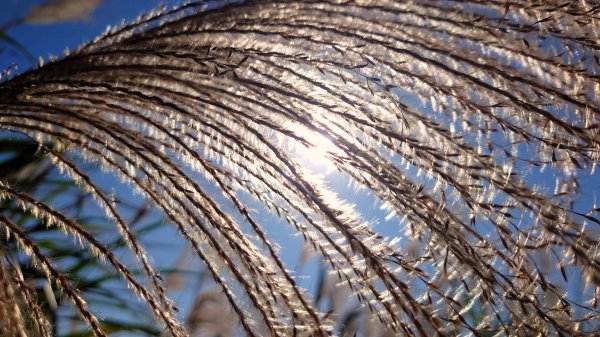 秋季品味古道與芒海的山行在猴硐牡丹山與金瓜石山2950956