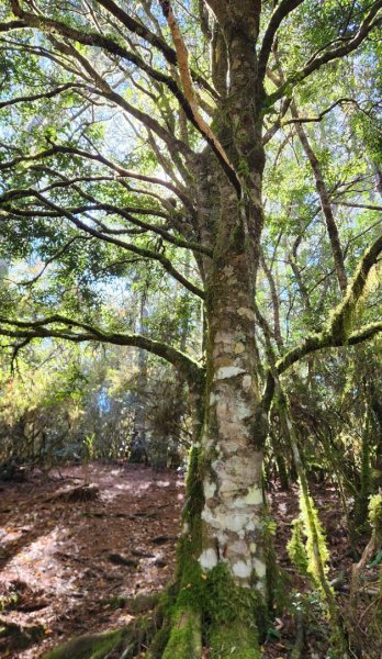 【中級山縱走】羅馬縱走，走進神木的夢幻童話森林世界2943208