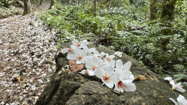 20250504大艽芎古道2837829