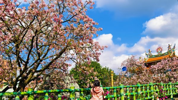 #綠繡眼 訪花 #吉野櫻 #天元宮 #楓樹湖 03162736714