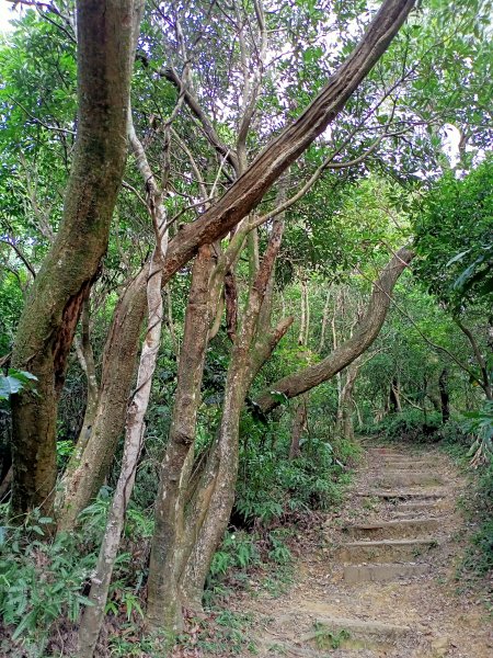 【臺北大縱走 5】鬱郁芊芊的鄭成功廟步道, 剪刀石山1424653