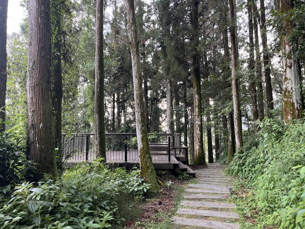 [嘉遊好步道．來嘉走走-04/10] 2024_1011 阿里山頂湖步道2624767