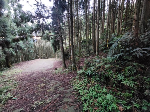 20250105鵝公髻山雲霧步道2726319