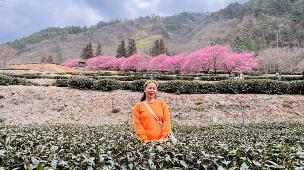 🌈2026.02.14+17武陵櫻花季✨FB：熊熊趴爬走🌈3004325