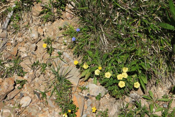 合歡山群峰(尖山) 石門山(北峰)哈哈山140639