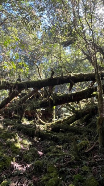 塔魔巴2天1夜來回/復興尖-四稜溫泉2357248