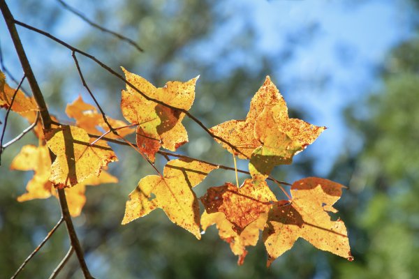 大小劍-油婆蘭全紀錄2674199