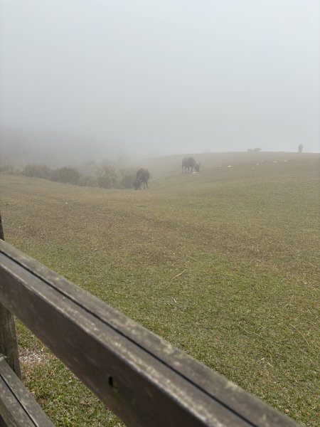 陽明山東西大縱走-東段2984546