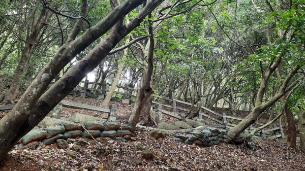 《嘉義》雲霧茶園｜雲嘉三加一連峰O繞202406082520278