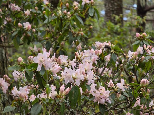 終於看到1000元背面的山景登頂玉山北峰／前峰2495832