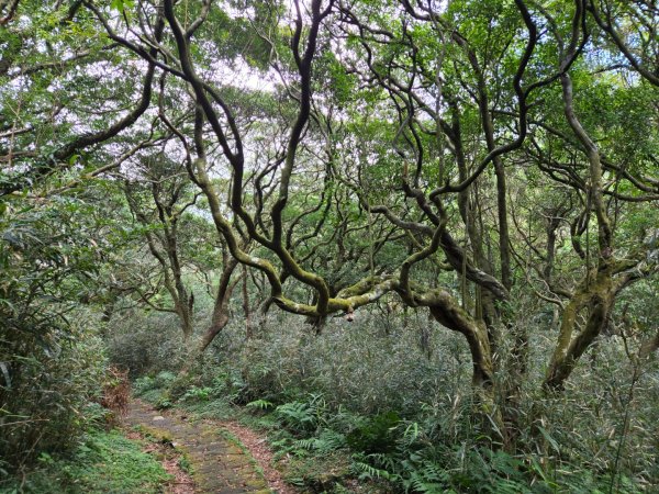 大屯主峰-連峰步道環形（小百岳）2904381