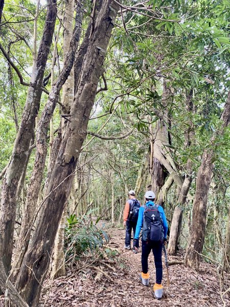 中阿冷山、阿冷山東南峰、南阿冷山、烏來山、黑田山（南峰）、阿寸坑山輕鬆撿   2022/1/201587902