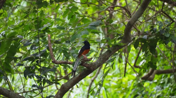 《台中》牛罵頭遺址｜清水鰲峰山公園步道202307232229974