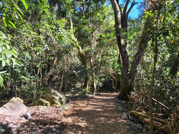 雪山坑登山步道~巨人之手2948725