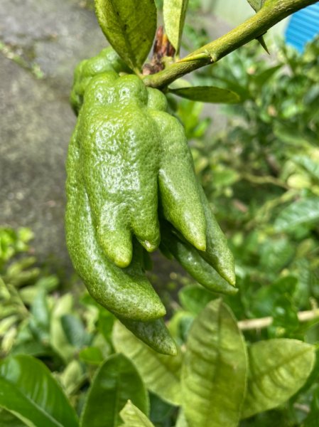 220820-挑筍古道(後棟仔山、小百岳#056雲嘉大尖山)1834560