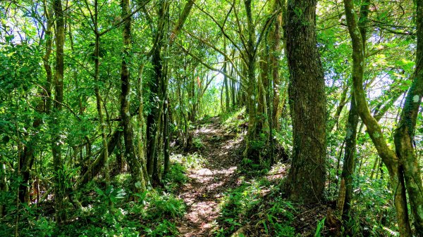 黃櫸皮寮山2898300