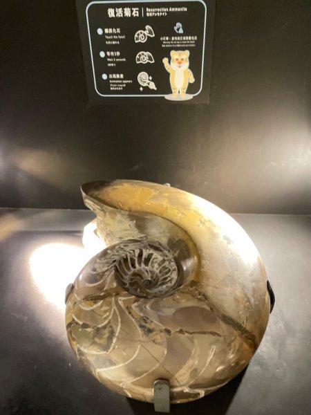 雨天備案💙 台灣博物館的古生代館-台大動植物館免費參觀-北投♨️季2798996