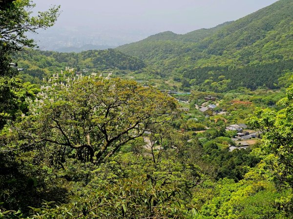 2025年臺北大縱走第二段： 二子坪至小油坑2763780