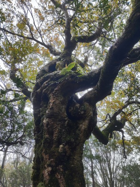 北得拉曼神木群連走內鳥嘴山2940211