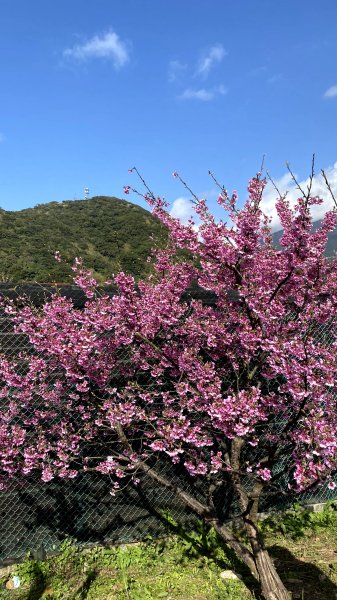 20210130-平等里+陽明山花卉中心+擎天崗竹篙山1439543