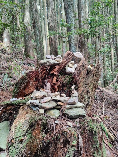 馬崙山(蜜蜂入侵三角點)拍照快閃2550661