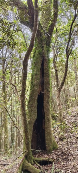 2025/05/01-凌空廊道上李崠山2775484