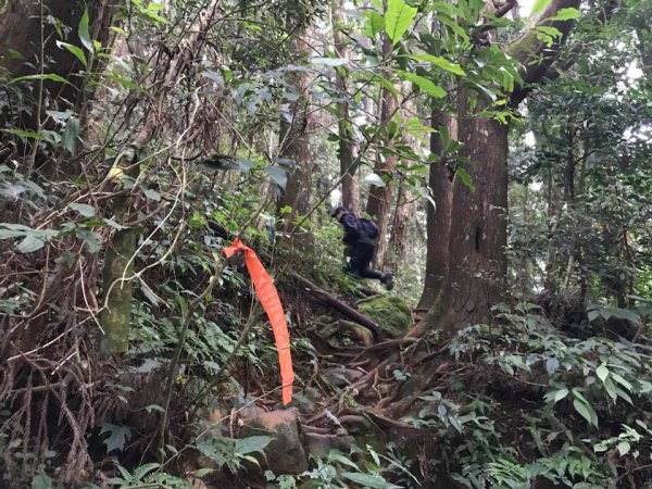 181022金柑樹山、忘憂森林步道442153