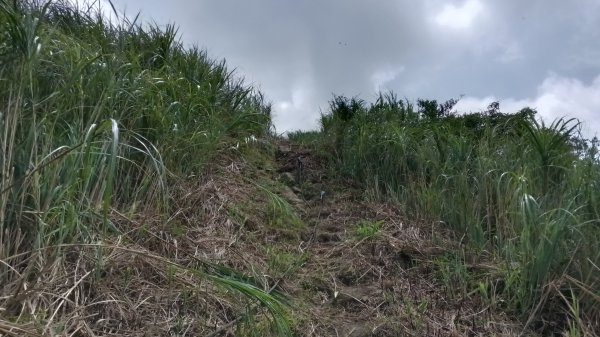 雙溪區不厭亭-牡丹山-金瓜石福德-樹梅坪-不厭亭-金字碑探幽亭-三貂崙-不厭亭8字走3111400