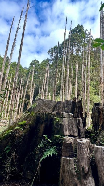 忘憂森林.金柑樹山2668870