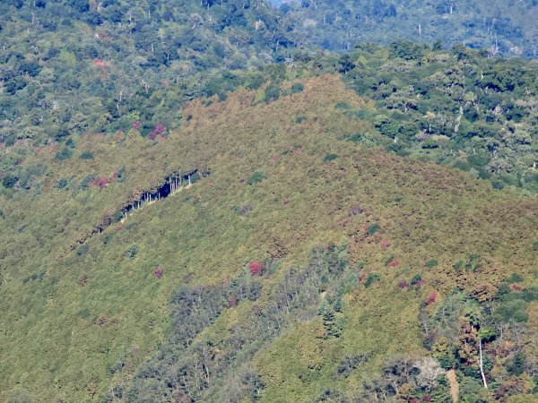 稍來山賞楓2962580