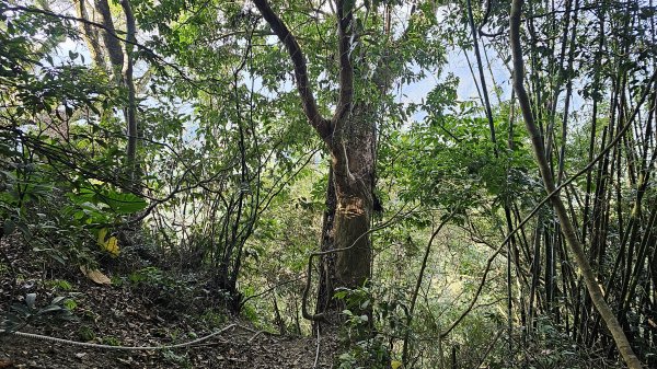 暗影山三進三出2366553