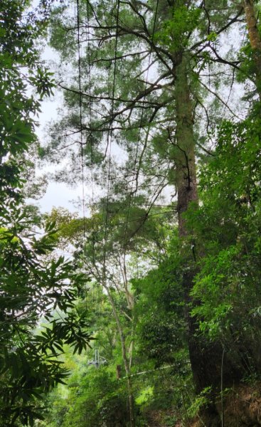 【中級山】有熊森林，谷關三雌白冷山2741088